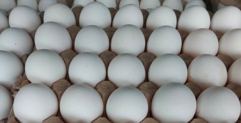 Egg XL 12s